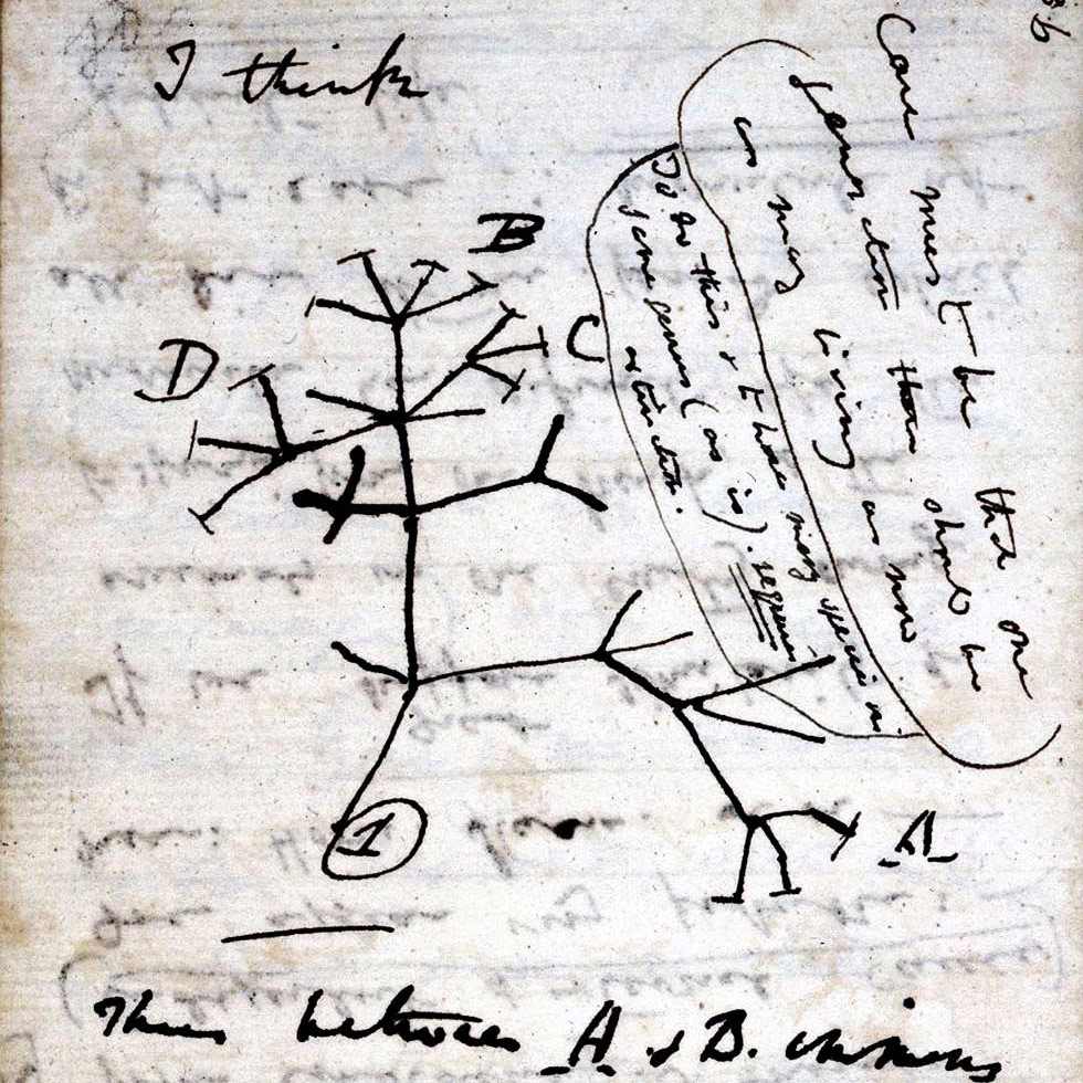 Esboço da "árvore da vida", em caderno de rascunho de Darwin