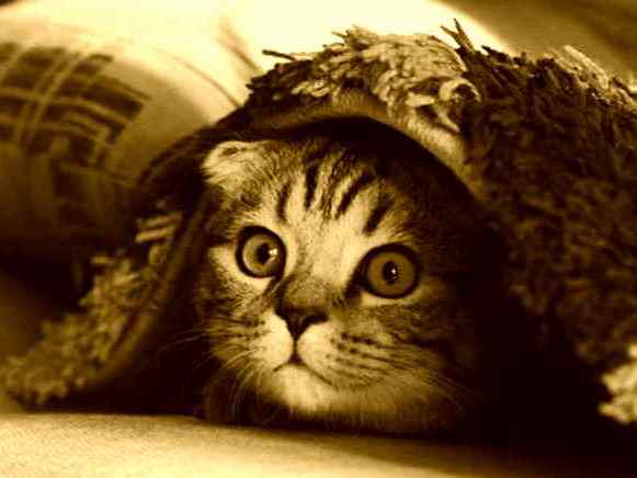 Gato assustado debaixo de cobertas