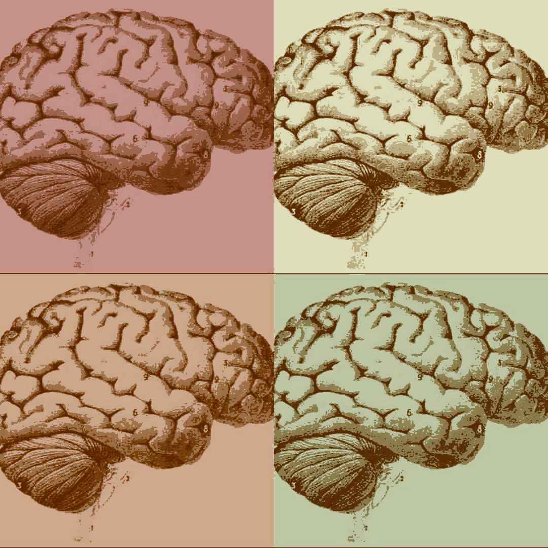 cérebros