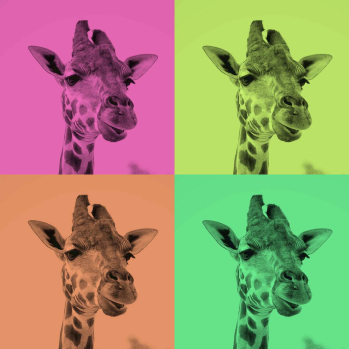 girafas