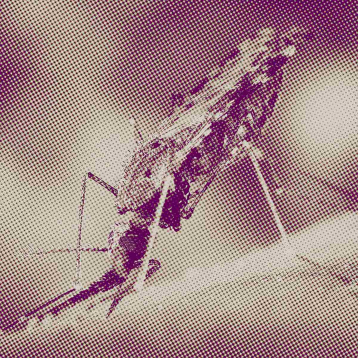 mosquito Anopheles