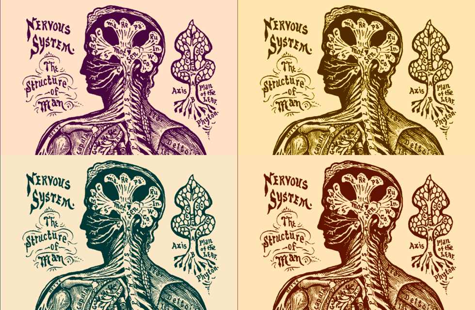 sistema nervoso - século 19