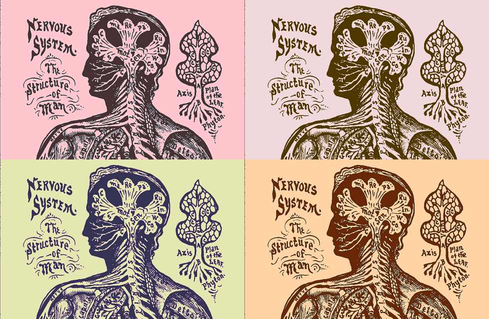 sistema nervoso - século 19