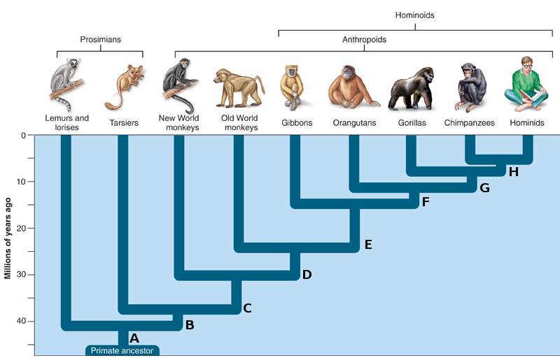 Cladograma da evolução dos primatas
