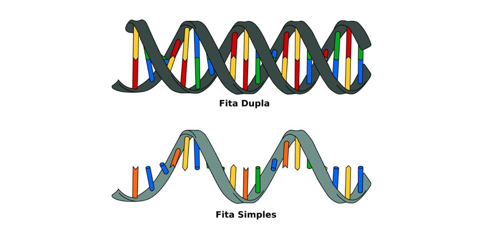 Fitas de DNA