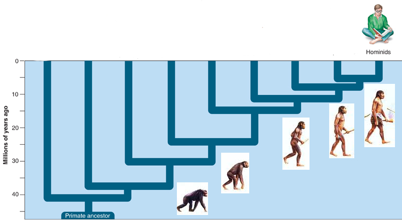 Cladograma primata errado