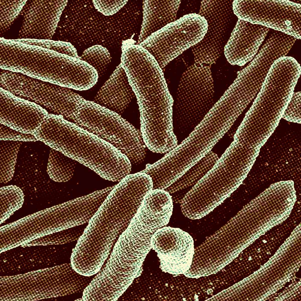 Bactérias E. coli