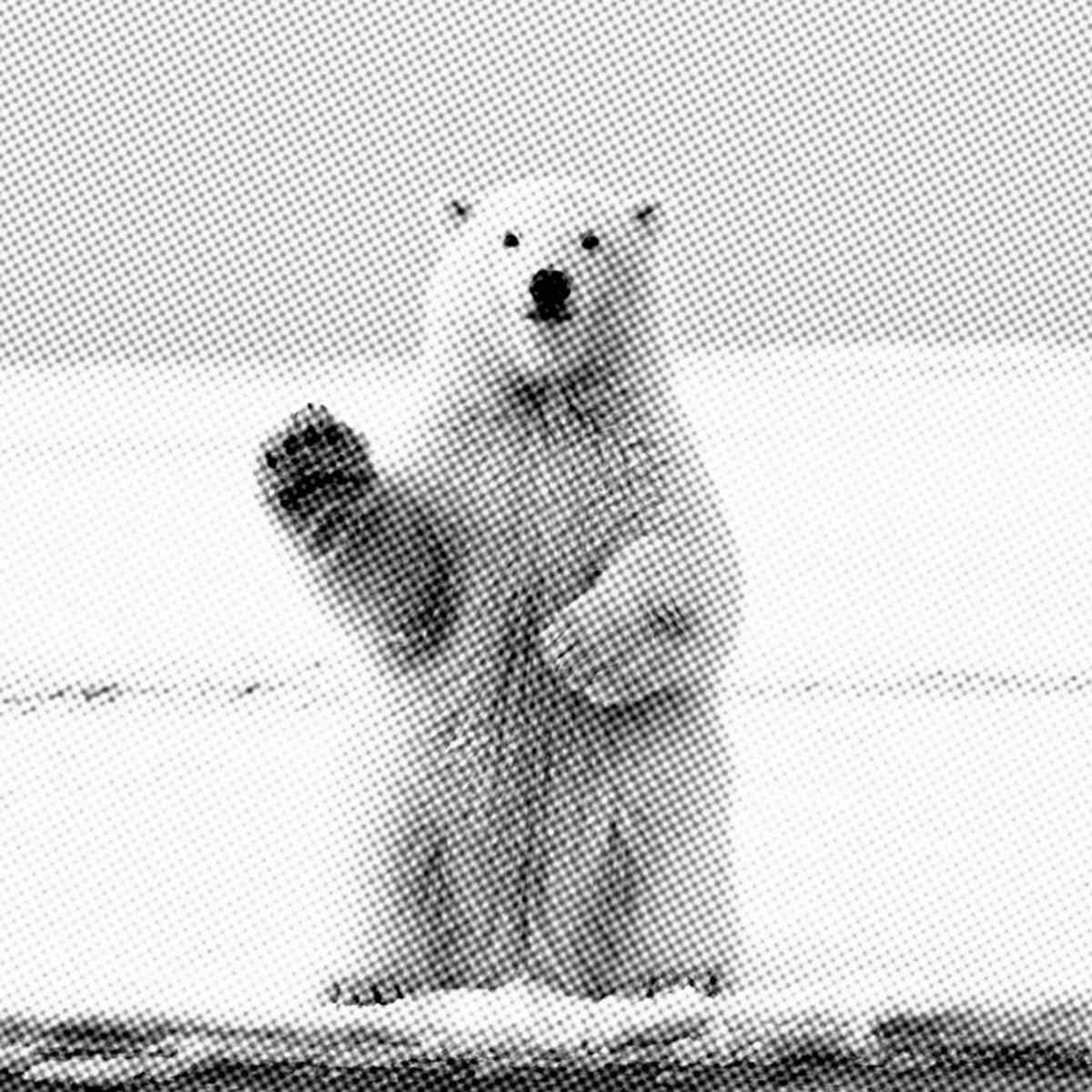 urso polar