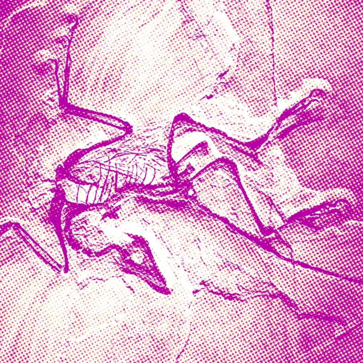 Archaeopteryx, um fóssil de transição