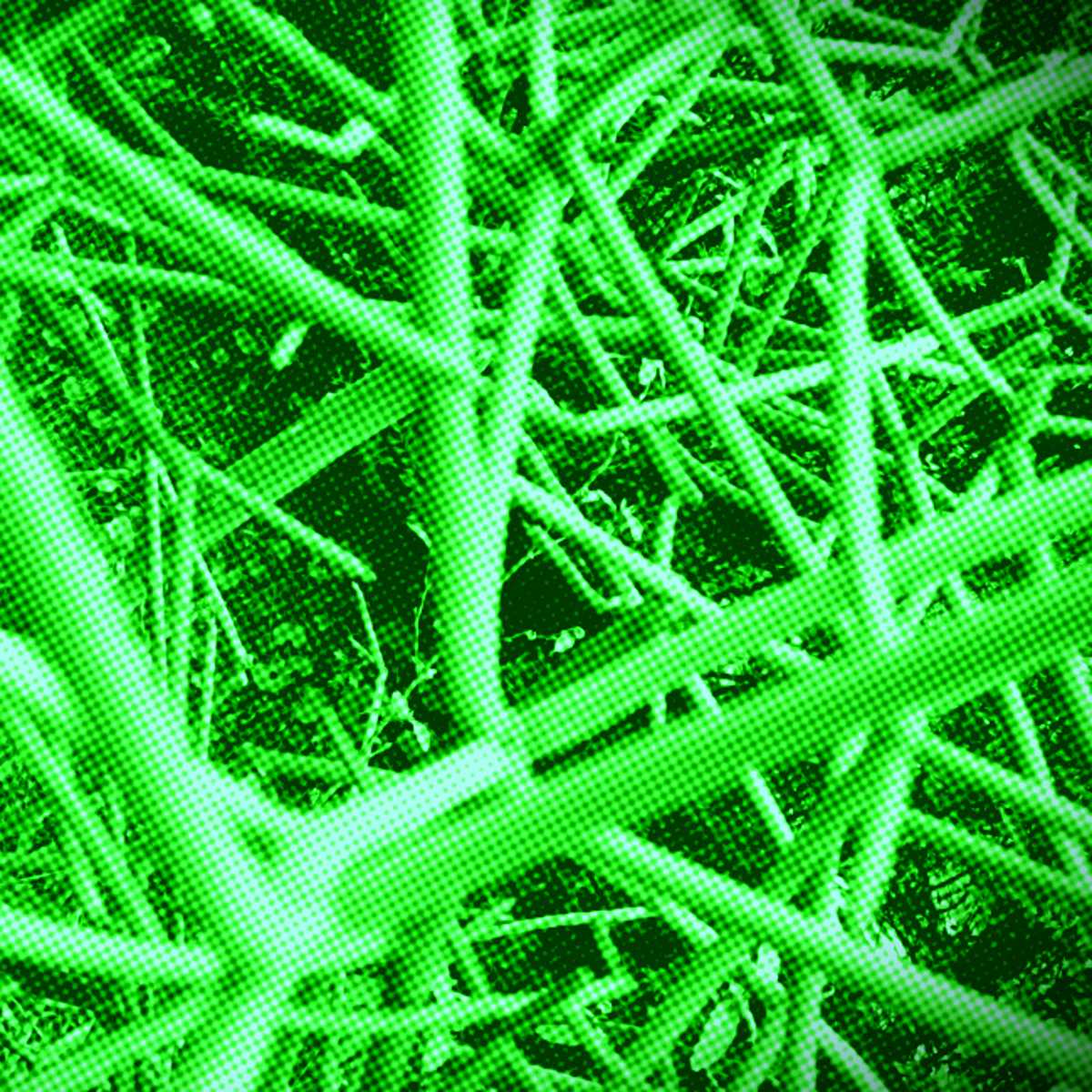 planta avelós