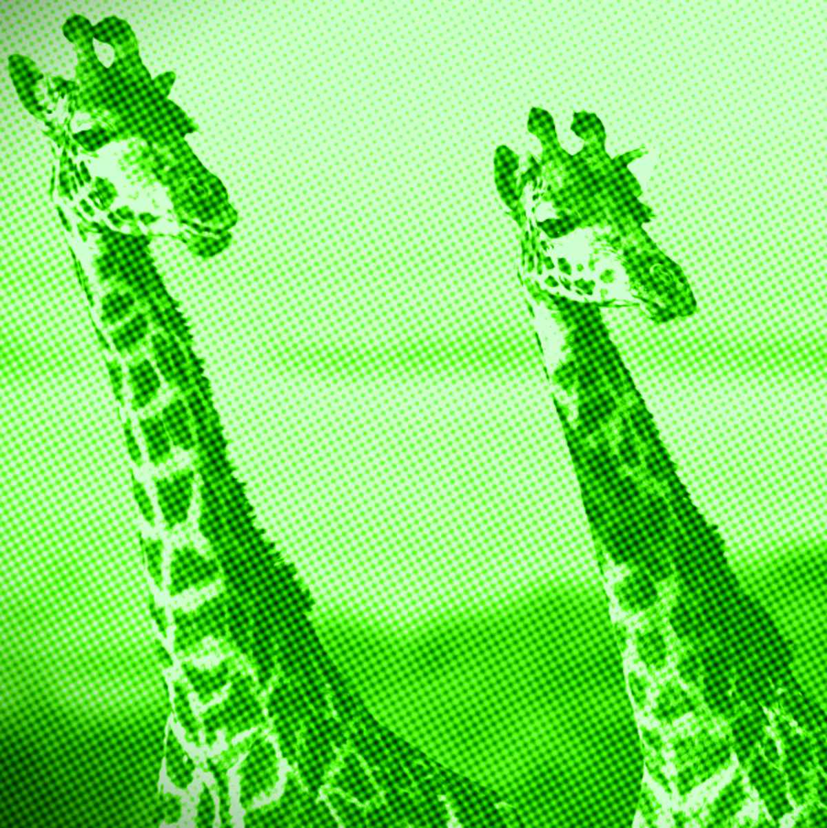 duas girafas