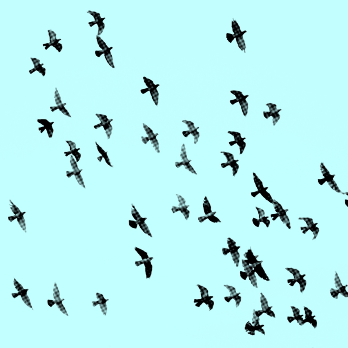 revoada de pássaros