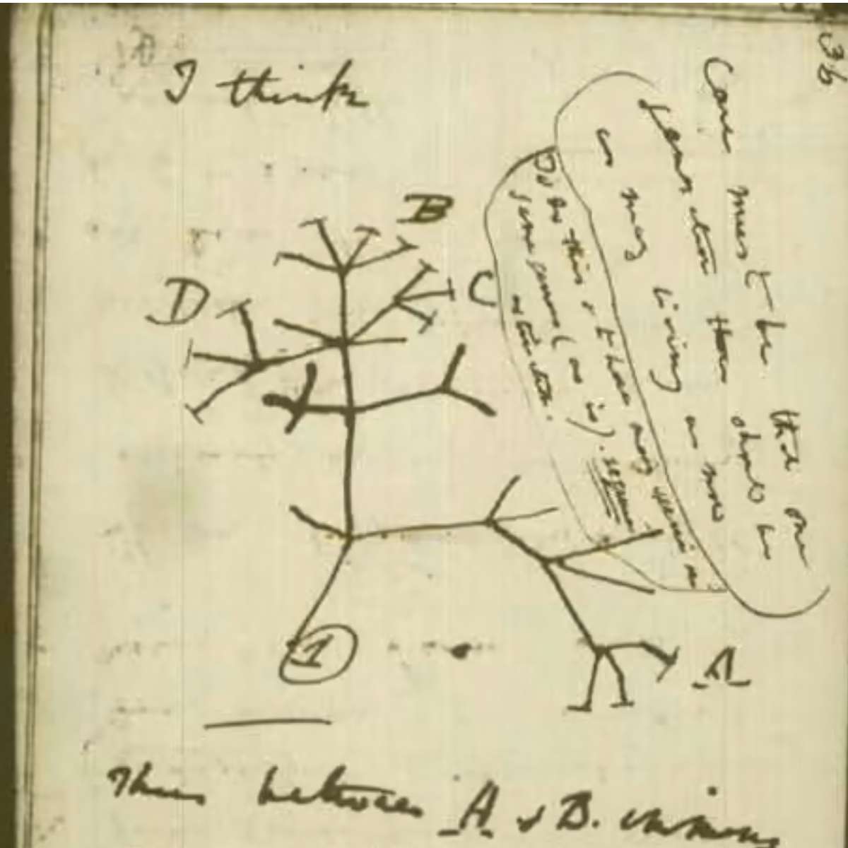 esboço da ideia de “árvore da vida” encontrado em um dos cadernos pessoais de Charles Darwin