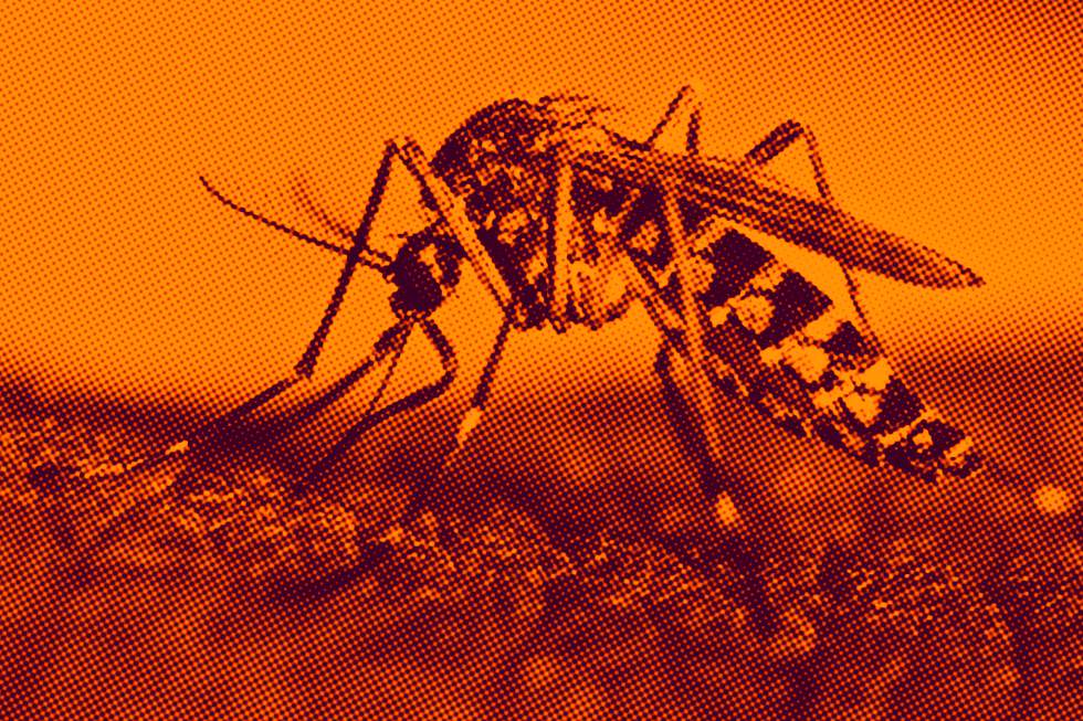 mosquito transmissor da dengue