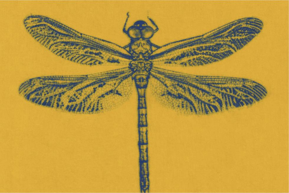 impressão de libélula