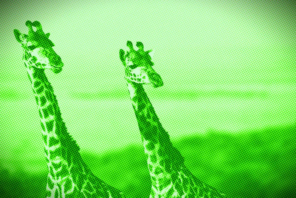 duas girafas