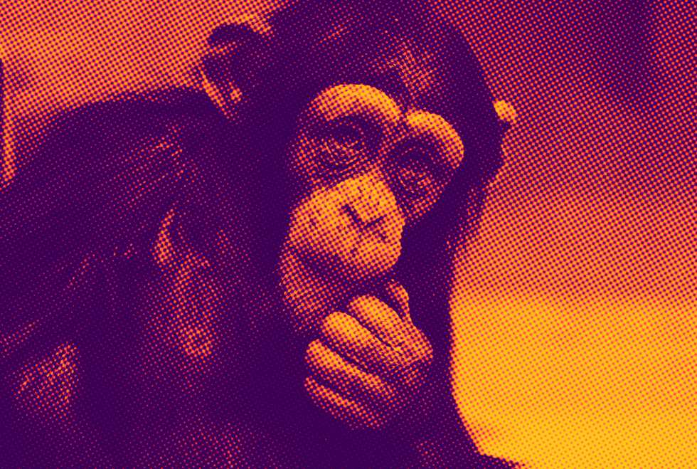 chimapnzé pensativo