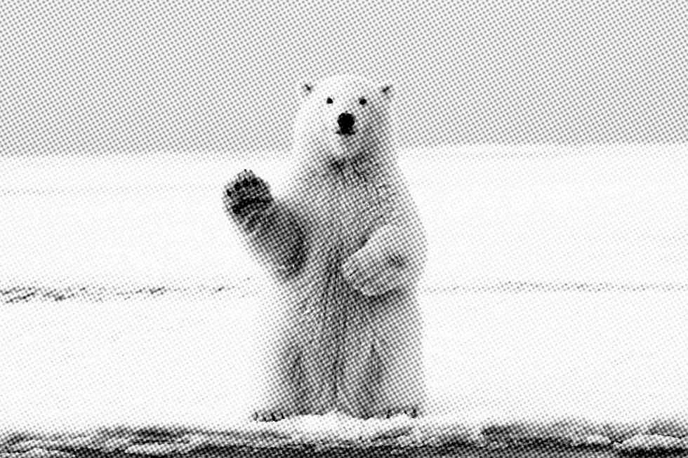 urso polar