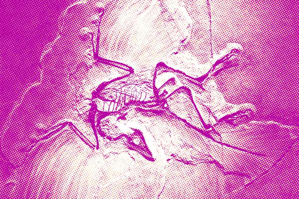 Archaeopteryx, um fóssil de transição