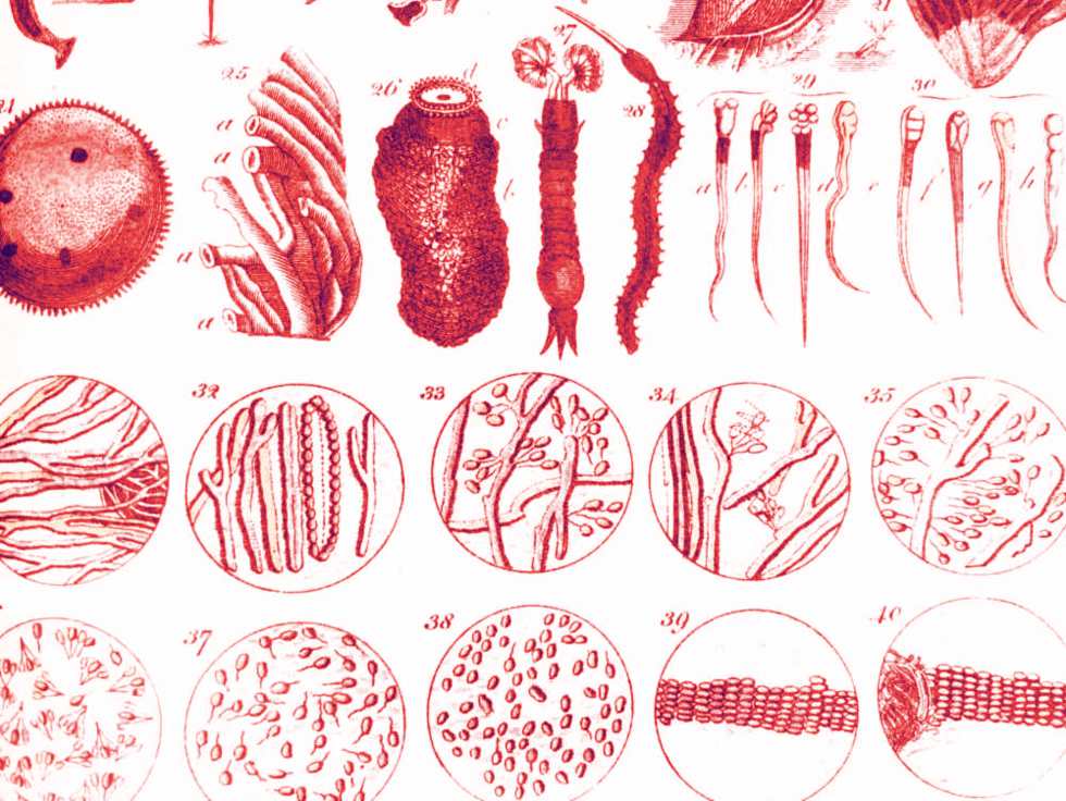 Ilustração de E. Sibly